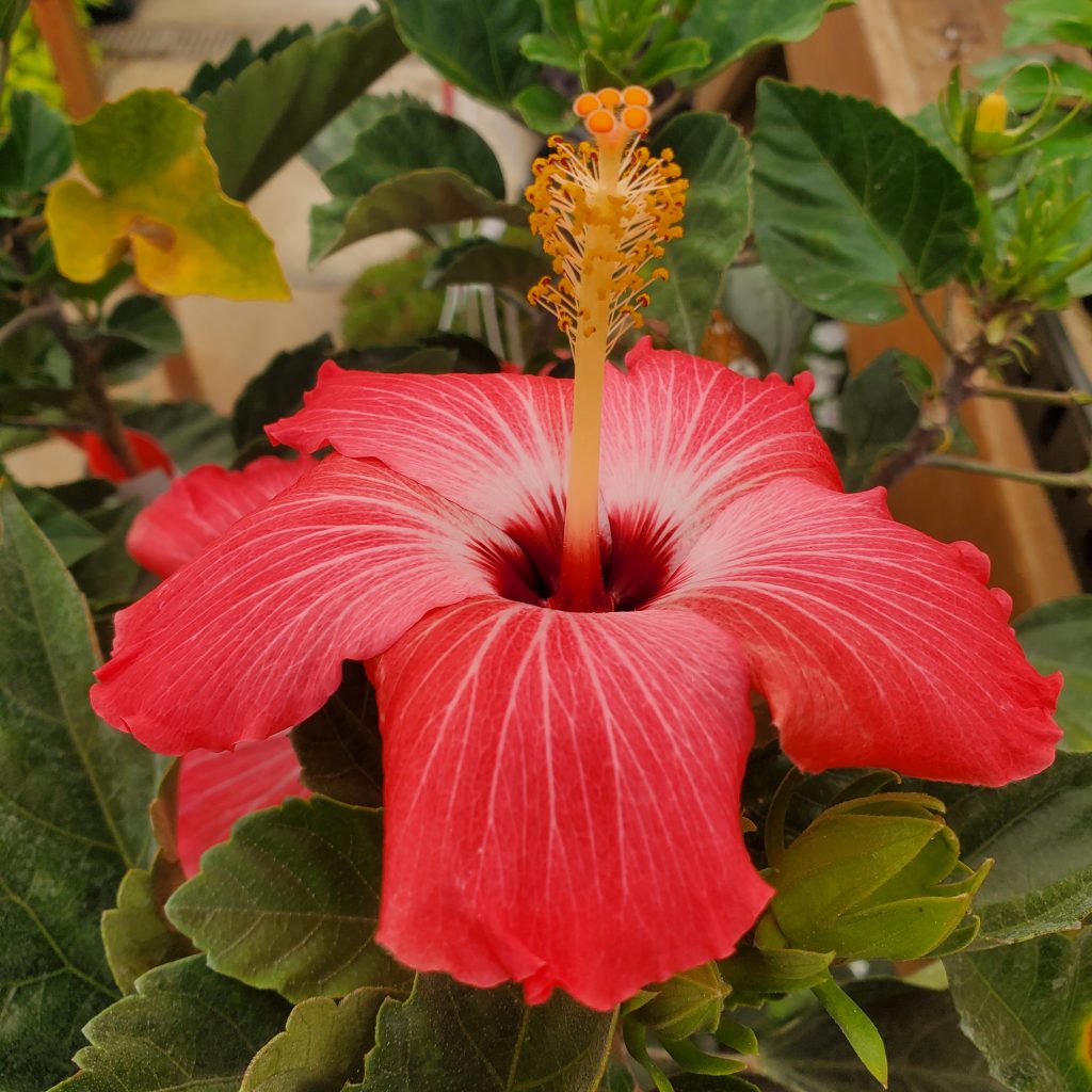 hibiscus—tropical plants—holly days nursery & garden center