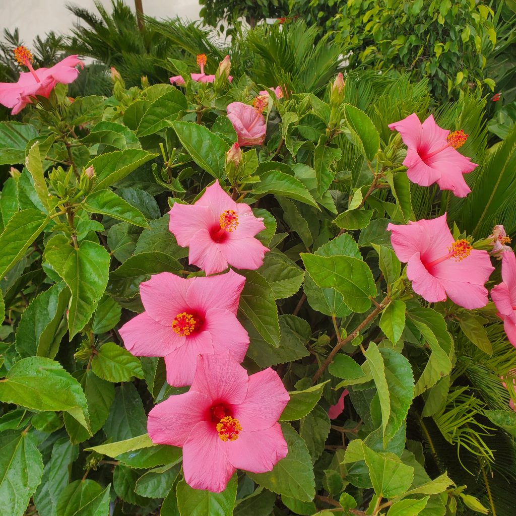 hibiscus—tropical plants—holly days nursery & garden center