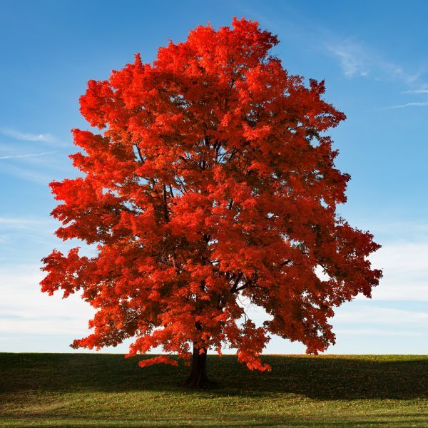 Acer 'Red Sunset' Maple