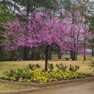Cercis 'Forest Pansy Redbud'