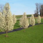 Pyrus 'Cleveland Select' Pear