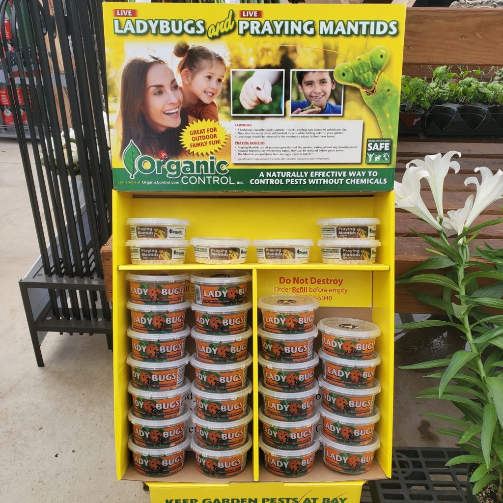 eco-conscious gardening praying mantis and ladybugs