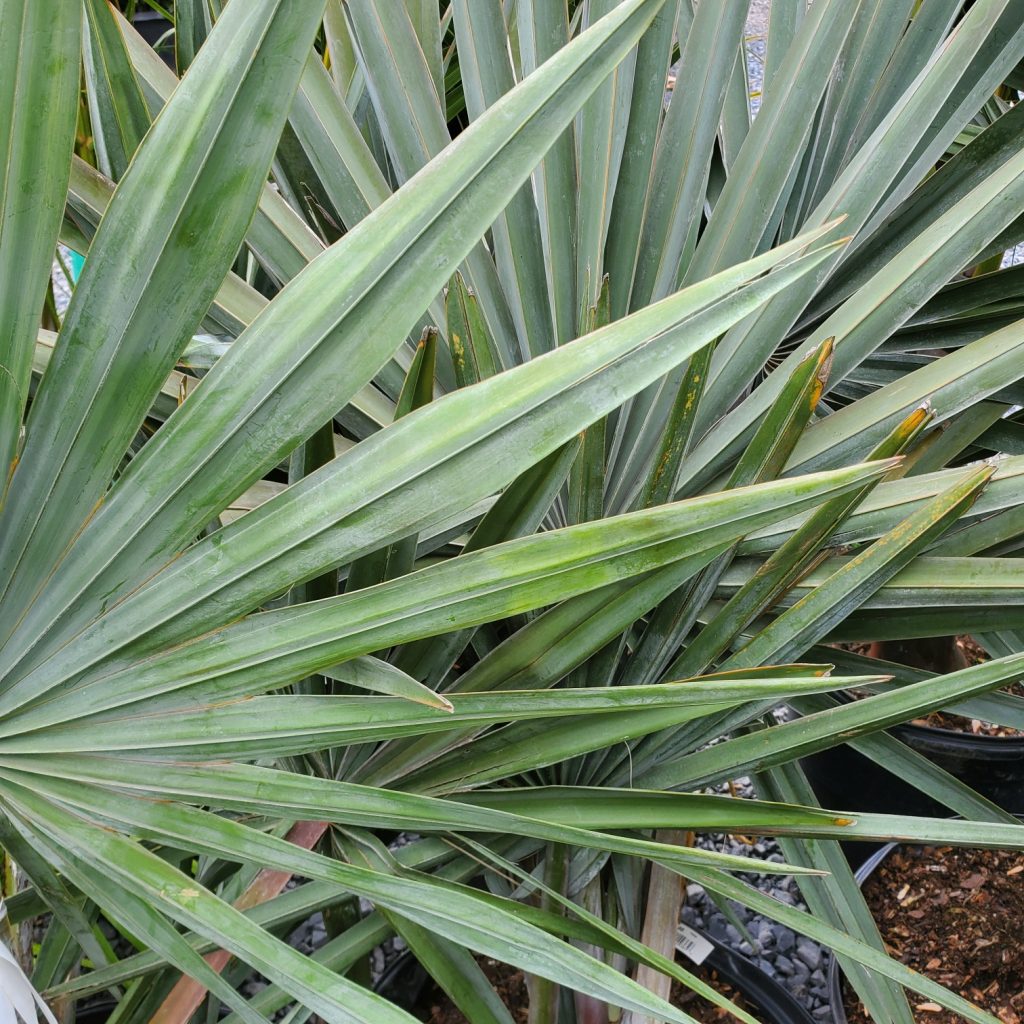 bismark palm—tropical plants—holly days nursery & garden center