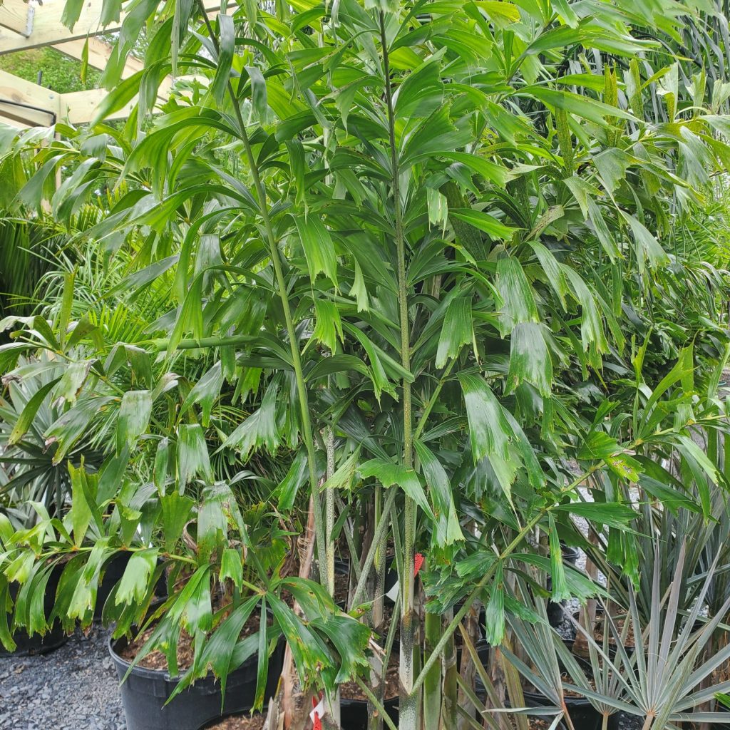 foxtail palm—tropical plants—holly days nursery & garden center