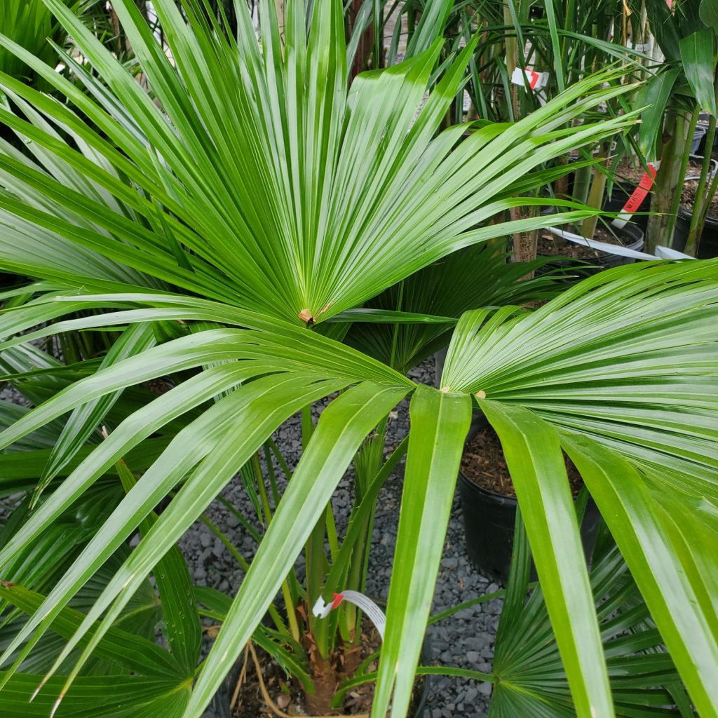 chinese fan palm—tropical plants—holly days nursery & garden center