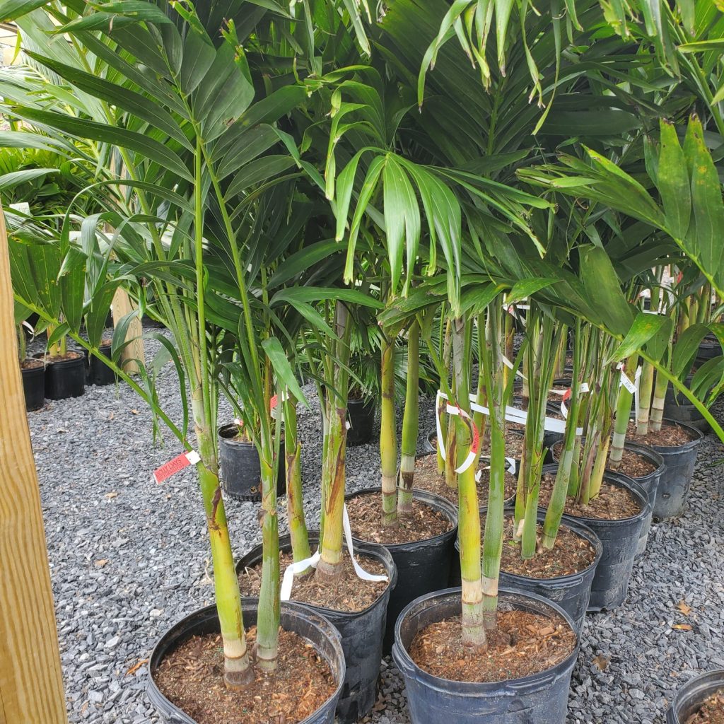 adonidia palm—tropical plants—holly days nursery & garden center