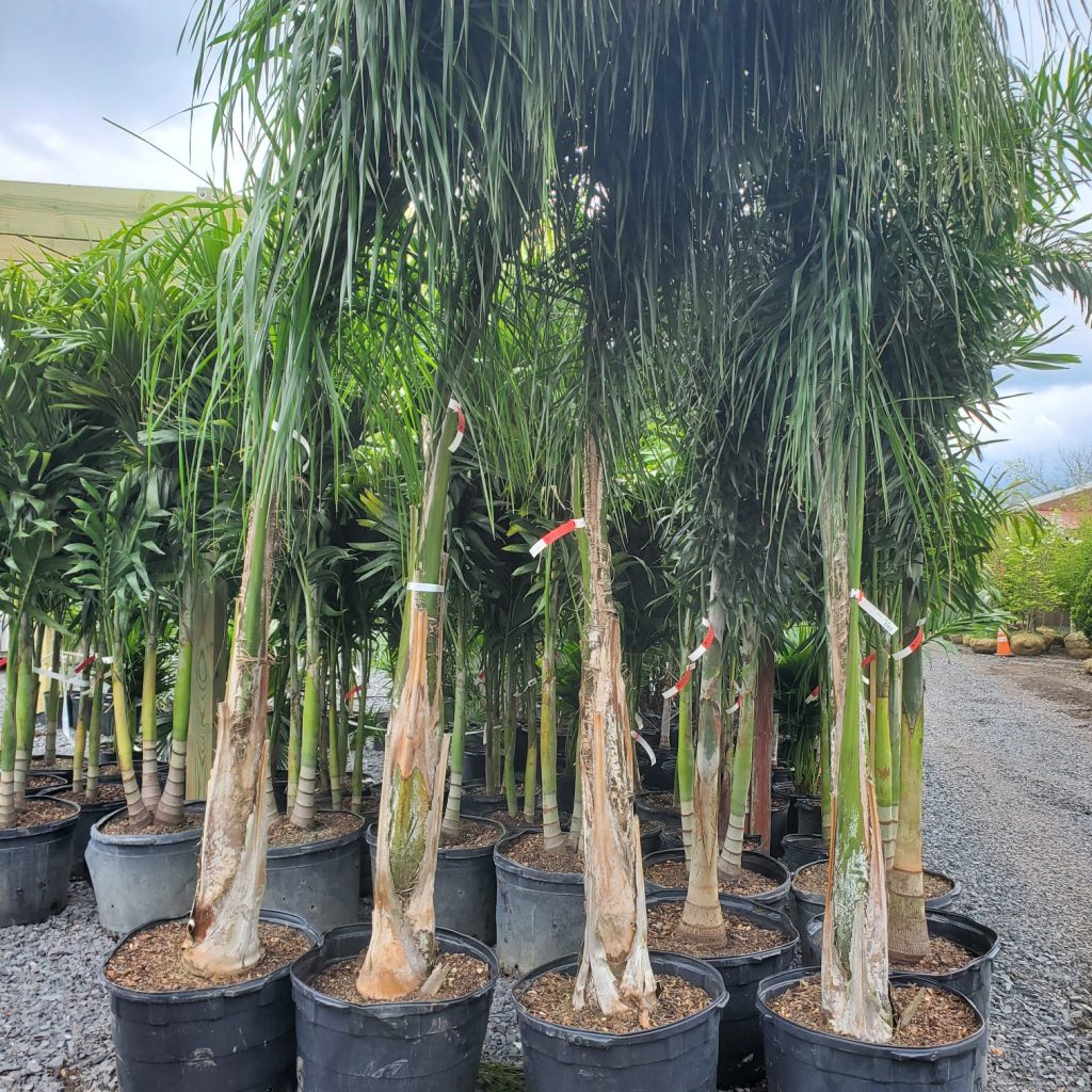 tropical plants—queen palm—holly days nursery & garden center