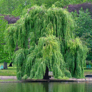 Salix 'Niobe' Weeping Willow