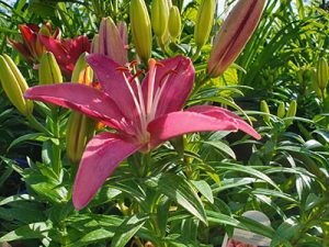 asiatic-lilies-holly-days-nursery-ambler-horsham-gardening-landscaping