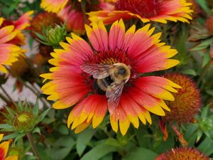 bumble-bee-photo-holly-days-nursery-ambler-horsham-gardening-landscaping