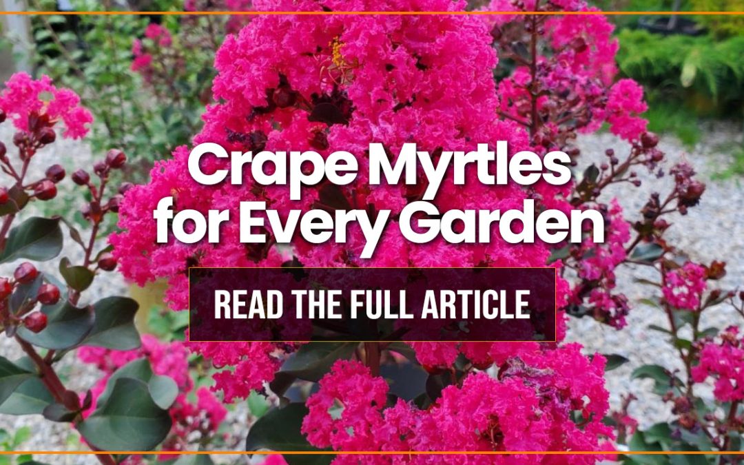Crape Myrtles for Every Garden