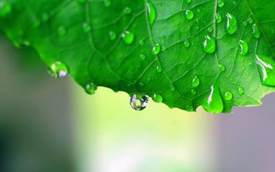 Fall Rainfall 🌧🌲😃 …& Planting