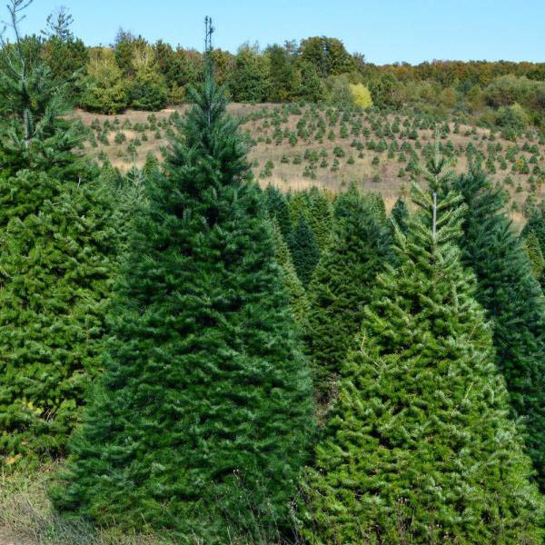 douglas-fir-christmas-trees-holly-days-horsham