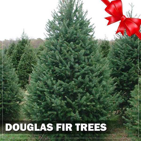 douglas-fir-christmas-trees-holly-days-nursery-horsham-ambler-delivery