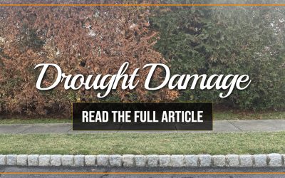 Drought Damage