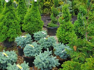 evergreens-holly-days-nursery-ambler-horsham-gardening-landscaping