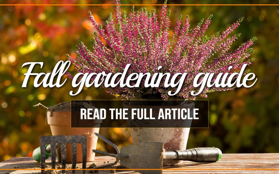 Embracing the Chill: A Guide to Fall Gardening