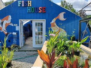 fish-house-holly-days-nursery-ambler-horsham-gardening-landscaping