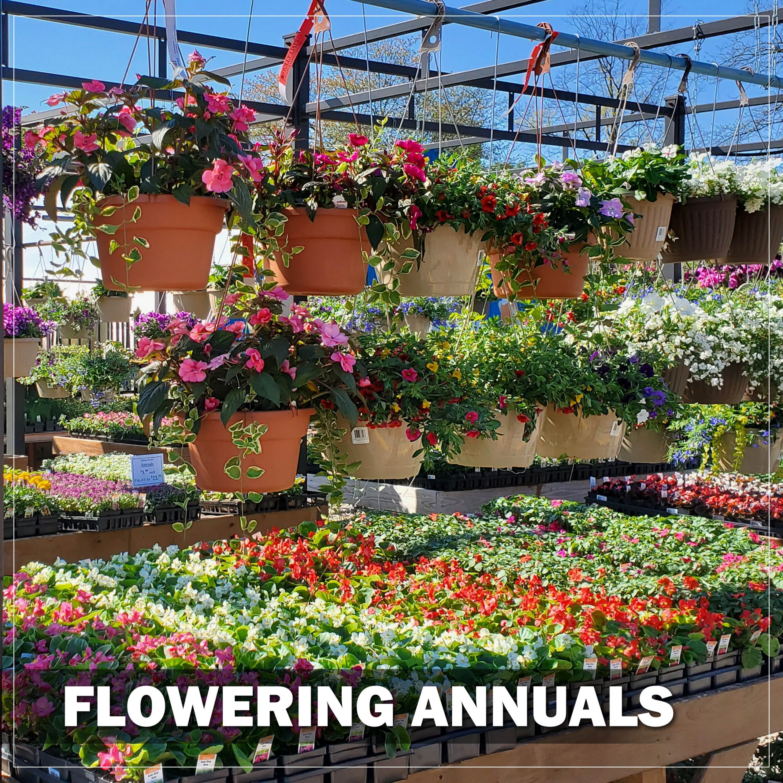 flowering-annuals-holly-days-nursery