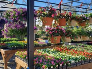 flowers-hanging-baskets-holly-days-nursery-ambler-horsham-gardening-landscaping