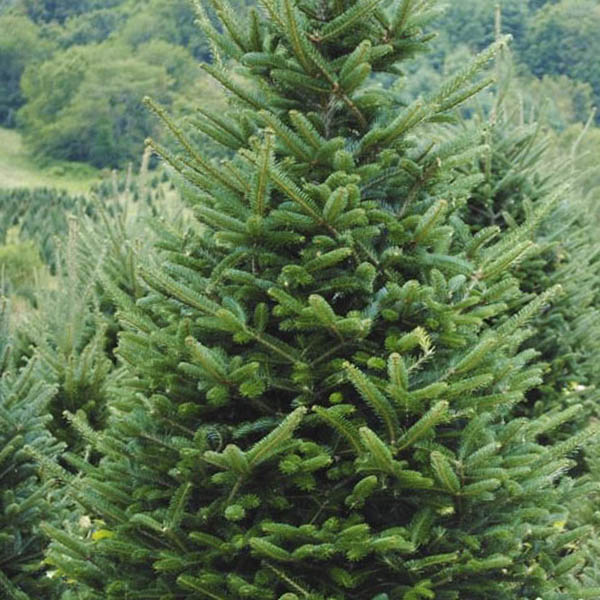 frazier-fir-christmas-trees-holly-days-horsham-ambler