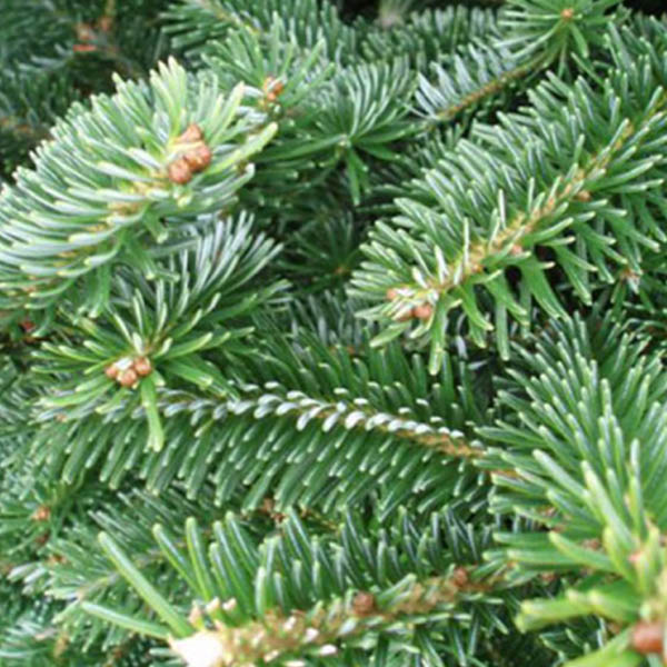 frazier-fir-christmas-trees-holly-days-horsham-ambler-2