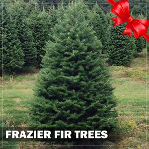 frazier-fir-christmas-trees-holly-days-nursery-horsham-ambler