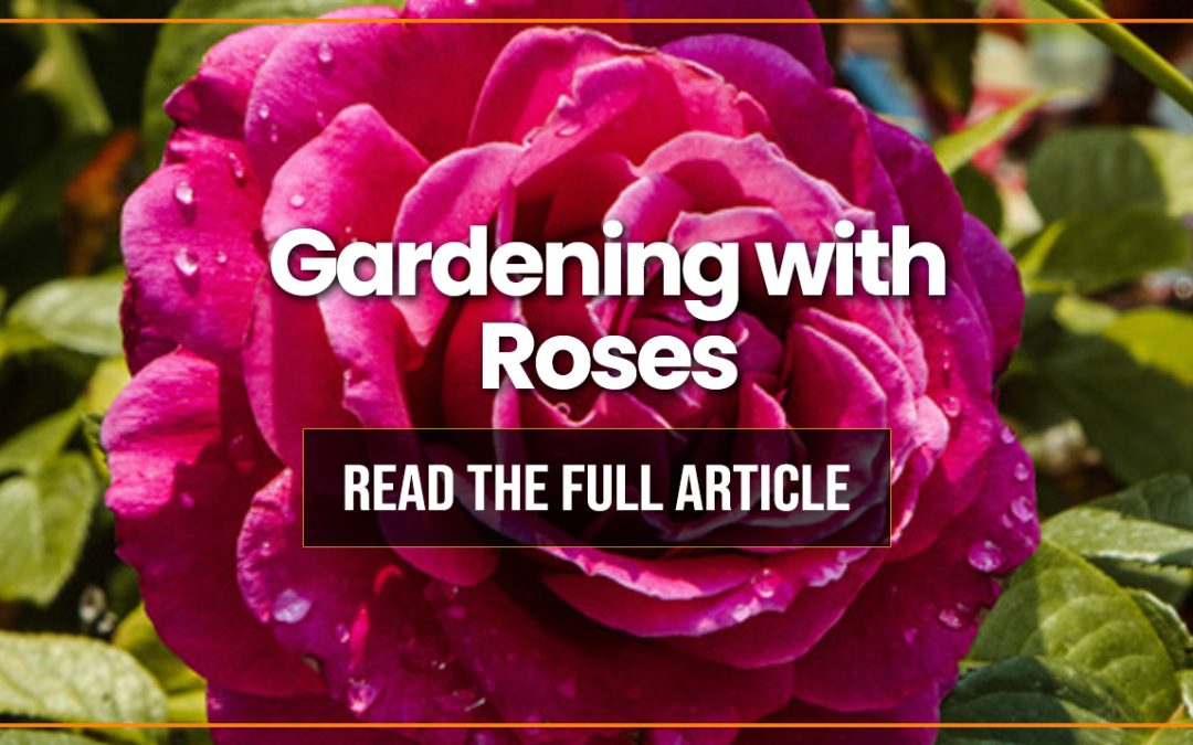 Gardening with Roses