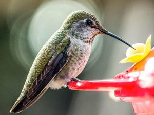 hummingbird-holly-days-nursery-ambler-horsham-gardening-landscaping