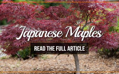 Japanese Maples at Holly Days Nursery