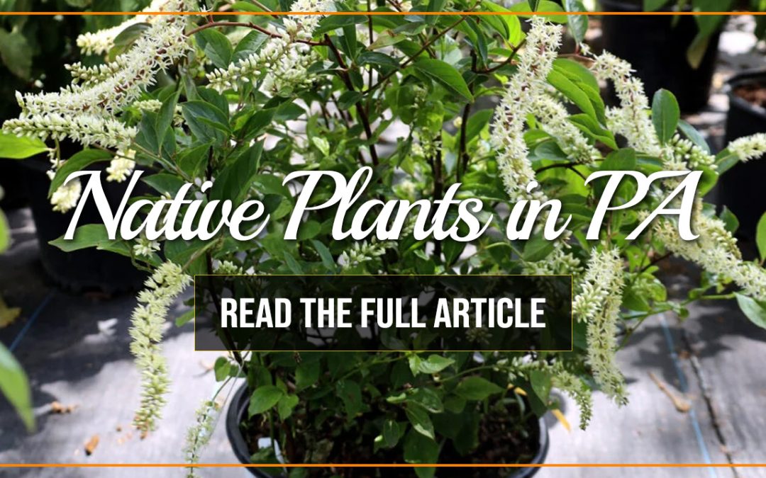 Cultivating Native Plants