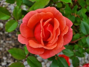 orange-rose-holly-days-nursery-ambler-horsham-gardening-landscaping