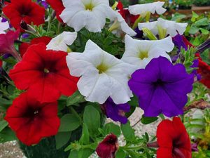 petunias-holly-days-nursery-ambler-horsham-gardening-landscaping