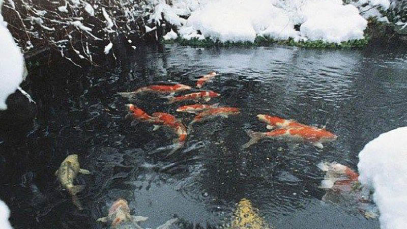 Transitioning Your Pond Fish to a Cold Water Diet! 🥶