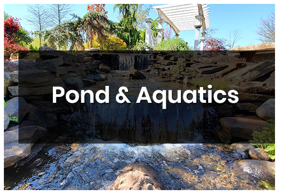 pond-aquatics-holly-days-nursery-landscaping