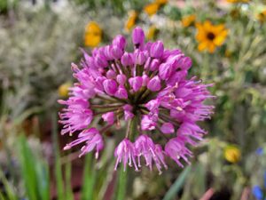 purple-flower-bomb-holly-days-nursery-ambler-horsham-gardening-landscaping