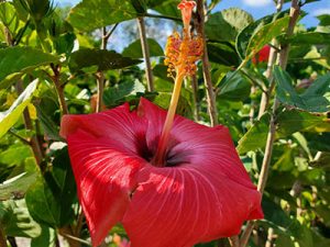 red-hibiscus-holly-days-nursery-ambler-horsham-gardening-landscaping