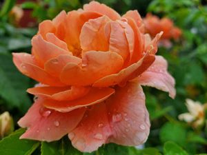rose-orange-holly-days-nursery-ambler-horsham-gardening-landscaping