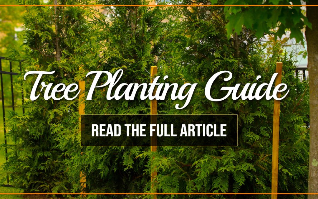 Planting with Purpose: A Guide to Proper Tree Planting