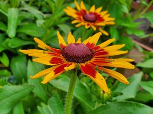 uptick-yellow-red-holly-days-nursery-ambler-horsham-gardening-landscaping